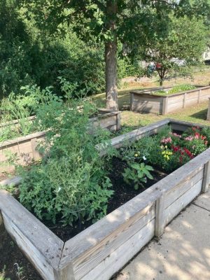 Plants planted by the Success Computer Consulting team
